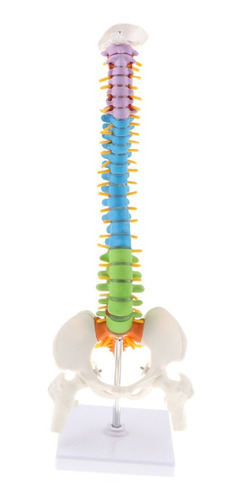 Modelo De Columna Vertebral Humana Con Pelvis Flexible