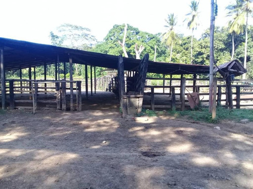 Imagen 13 de 16 de Finca En Falcon En Venta.lf