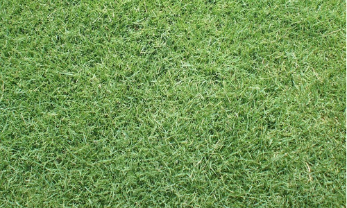 Semillas Pasto Paspalum O Estrella 1 Kg + Abono