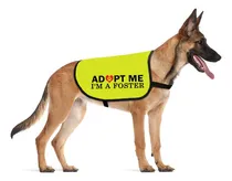 Comprar Cenwa Adopt Me I?m A Foster Dog Jacket Chaleco Adopt Me Dog 