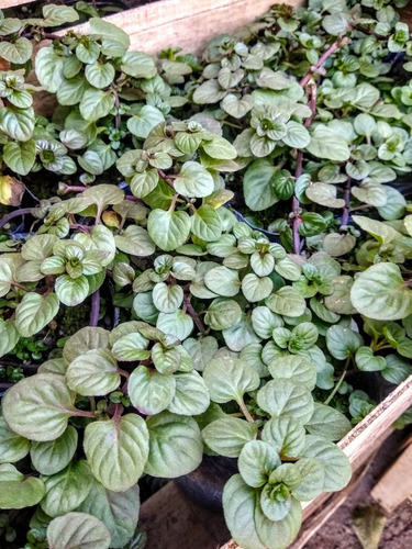 Promo Cajon 15 Plantas De Frutillas - Huerta - Maceta 12