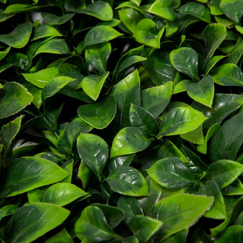 Imagen 4 de 7 de Jardin Vertical Artificial Verde Panel Miami 50x50