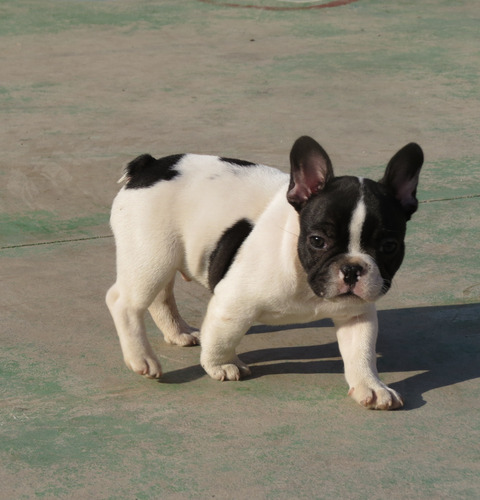 Bulldog Francés, 2 Meses,1 Macho 1 Hembra Entrega Inmediata