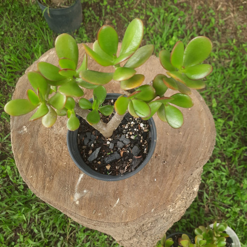 Crassula Ovata Jade - Suculenta 10cm - Atrai Sorte