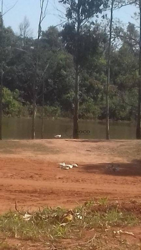 Imagem 8 de 13 de Terreno À Venda, 550 M² Por R$ 100.000,00 - Jardim Palmeira - Águas De Santa Bárbara/sp - Te0178