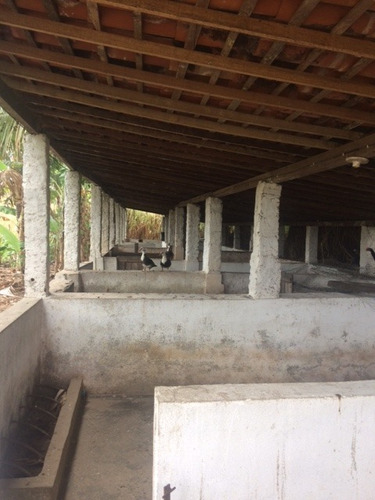 Imagem 11 de 20 de Ótimo Para Empreendedorismo, Fazenda 16 Hec, Rio E 2 Açudes Perene, Agrestina - Fa00007 - 68991513