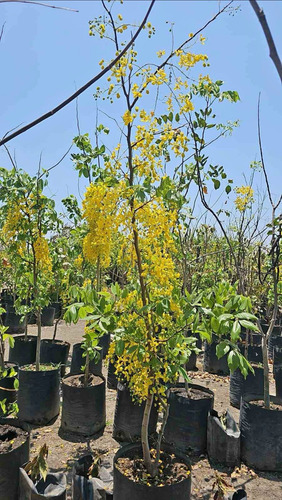 4 Árboles Lluvia De Oro,primavera,flamboyan Y Tulipan, 2.50m Fucsia