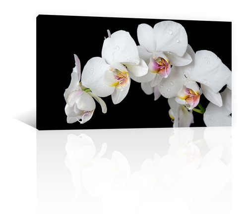 Cuadro Decorativo Canvas Naturaleza Flores Orquideas Blancas