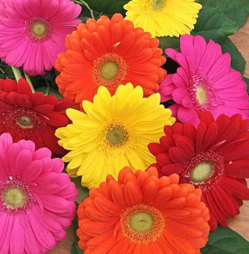 Semillas Gerbera   Flores Bello Jardin Epoca De Simbra