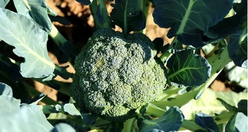 Imagen 3 de 4 de Semillas Brócoli X Sobre Huerta En Casa
