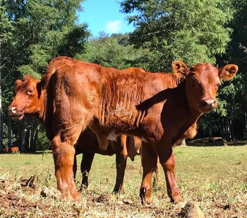Imagen 20 de 29 de Agrícola 122 Ha. Con Rio Y Bosque Nativo En Venta Collipulli