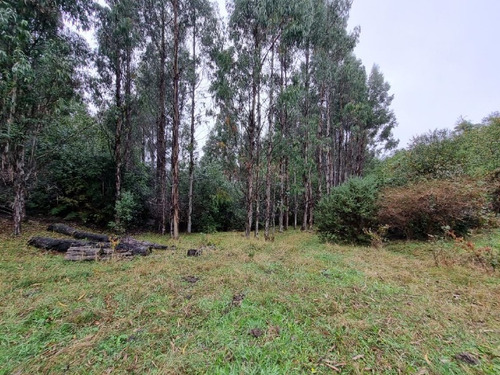 Se Vende Terreno Forestal 43 Ha Con 12 Ha Eucaliptus, Toltén