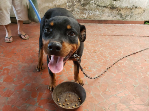 Filhote Rotweiller Femea 7 Meses !