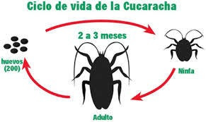 Imagen 7 de 10 de Fumigaciones Desinfeccion Plagas - Empresa Certificados Caba
