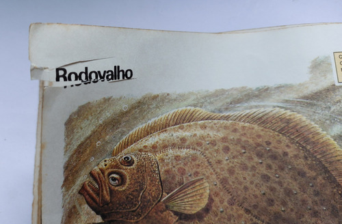 Guia Ilustrado O Mundo Dos Animais Peixes Il (Usado)