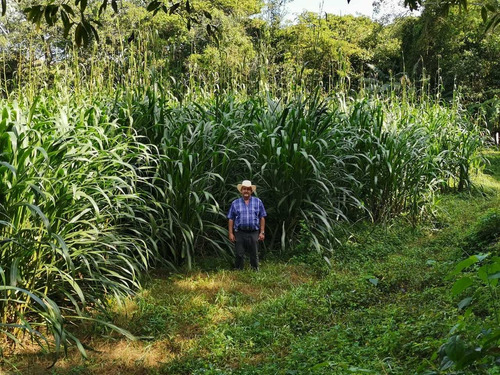 Imagen 14 de 14 de Rancho En El Tuito Jalisco, 21 Ha.
