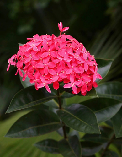 Ixora Color Rosa Cremosita