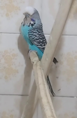 Aves Periquito Inglês (2 Casais) E Traga Alegria Pra Casa