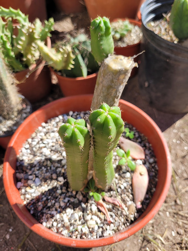 Cactus Trichocereus Pachanoi Perú. Doble. 10 Cm. Unico