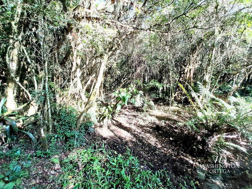 Imagem 17 de 20 de Chácara À Venda, 7301 M² Por R$ 605.000,00 - Borda Do Campo - São José Dos Pinhais/pr - Ch0069