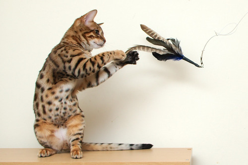 Imagen 2 de 4 de Juguetes Cañita Gato Gatitos Varilla Cuerda Mariposa Cancat