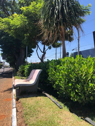 6 Mudas De Clusia Arbusto Unidade Jardim Cerca Viva Cruzia