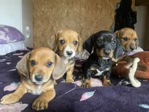 Comprar Dachshund  Ancud Chiloe