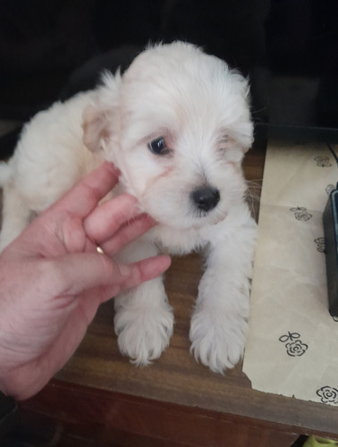 Caniche Toy Macho50 Dias Vacunados Padre Y Madre A La Vista