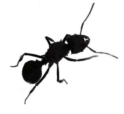 Imagen 1 de 1 de Hormiga Reina Fecundada, Con Hormiguero Inicial.