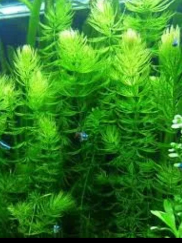 4 Mudas Rabo De Raposa Planta Planta Aquário Low Tech