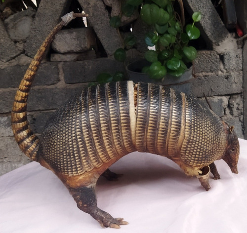 Armadillo Disecado 