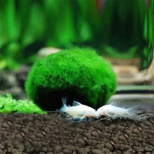Bolas Verdes Vivas Para Ver Plantas Aquáticas Reais: Aquário