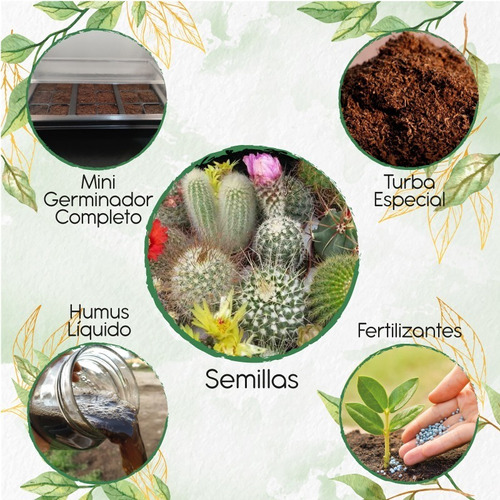 60 Semillas De Cactos + Kit De Germinación Especial