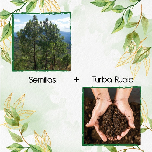 40 Semillas De Pino Oocarpa + Turba De Germinación