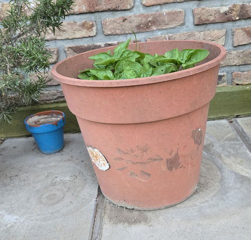 Lote De Macetas Con Plantas Varias (Usado)