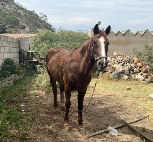 Yegua Cuarto De Milla/ Azteca 