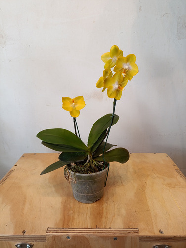 Orquídea Phalaenopsis Amarillo