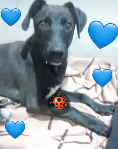 Cachorro Tomi, 5 Meses De Ternurita Total, Medianito, Un Sol