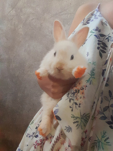Animais Exótico - Coelho Nova Zelândia