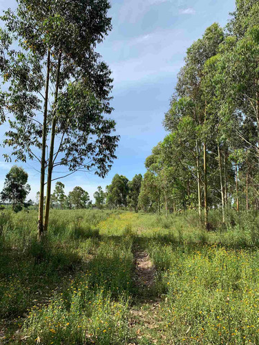 Chacra En El Pinar 10 Hectáreas, Venta