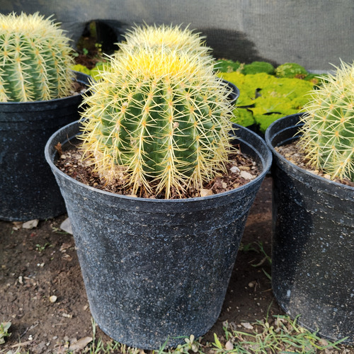 Cactus Dorado Asiento De Suegra 15cm Diametro.
