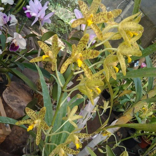 Ancelia Africana Linda Orquídea Coleção Rara Incrível