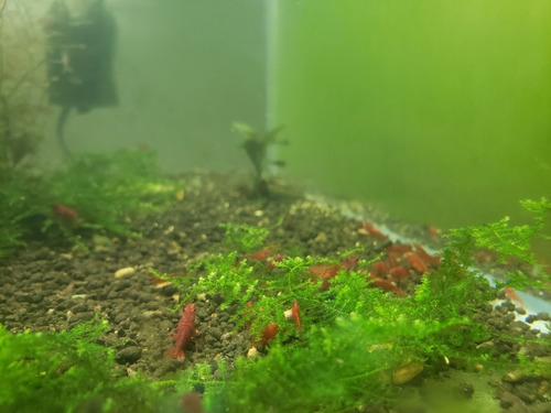 Camarao Neocaridina Blood Mary 10 Unidades