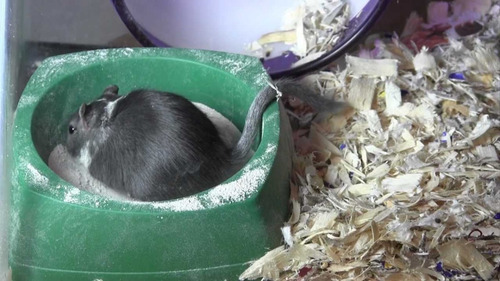 Imagen 4 de 10 de Arena Baño Hamster Jerbos Roedores Hamsters Sustrato Kaytee