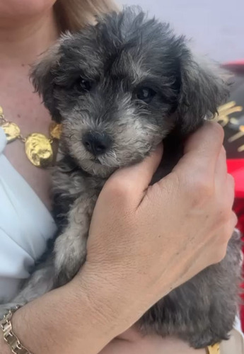 Schnauzer Machos Super Sociable Y De Compañía Sal Y Pimienta