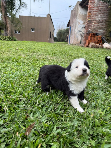 Cachorros Border Collie