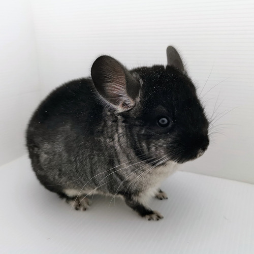 Chinchilla Black Velvet (Usado)