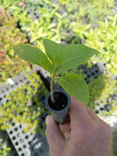Mudas De Fruto Do Sabiá Kit Com 10 Mudas Ideal Para Pássaros