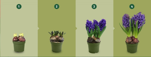 Imagen 4 de 5 de Bulbos De Jacintos X3 Enraizados En Maceta 12 Varios Colores