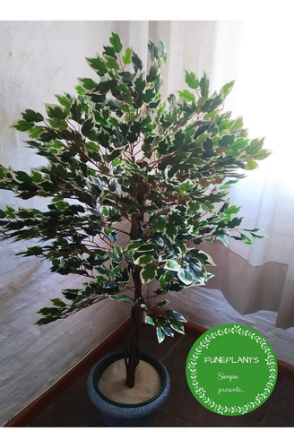 Plantas De Interior Artificiales - Ficus Disciplinado